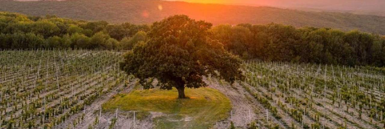 Шато Ле Гран Восток: