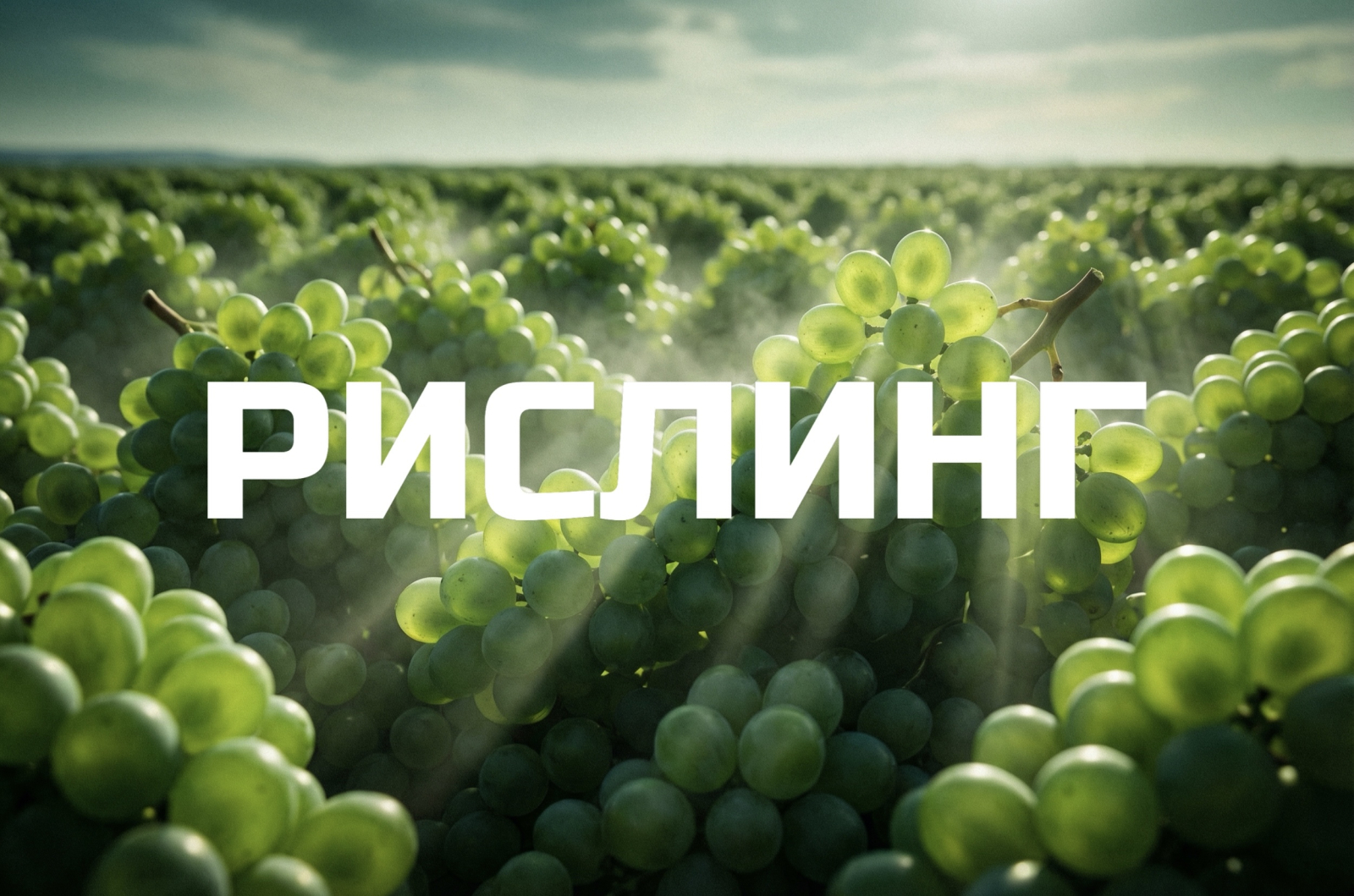  Международный день Рислинга